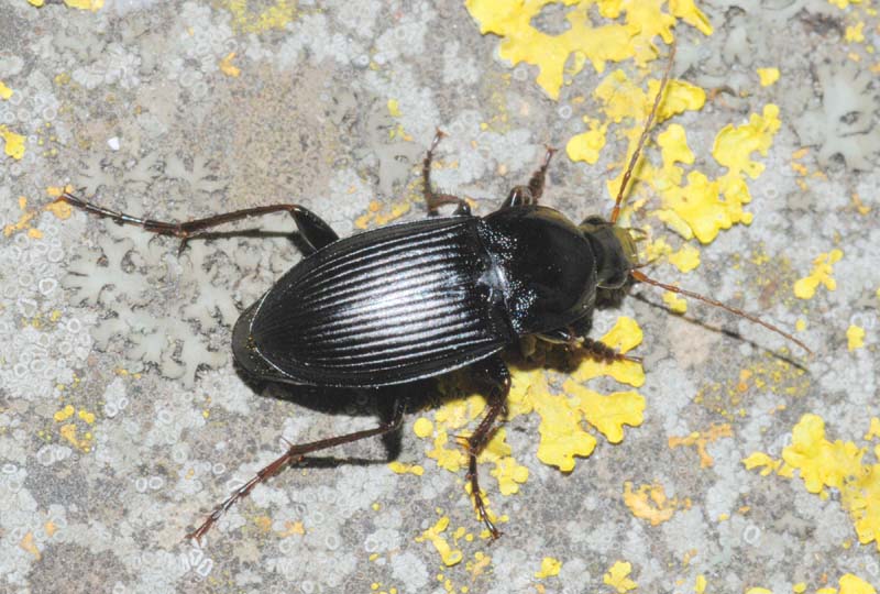 Pseudophoonus rufipes... e Calathus fuscipes graecus